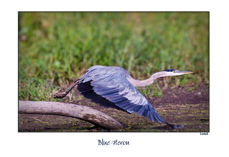 Blue Heron- Launch